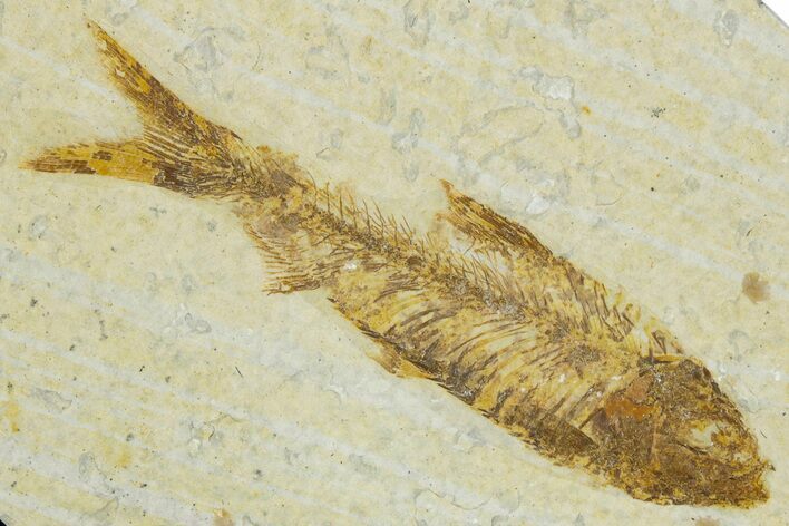 Bargain, Detailed Fossil Fish (Knightia) - Wyoming #330845